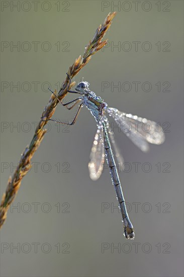 Common Emerald Damselfly (Lestes sponsa)