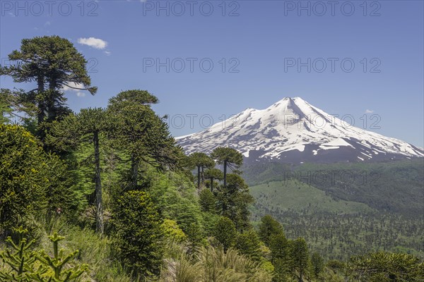 Monkey puzzle treess (Araucaria araucana) and Llaima volcano