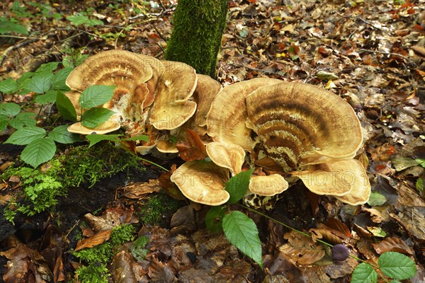 Giant Polypore (Meripilus giganteus)