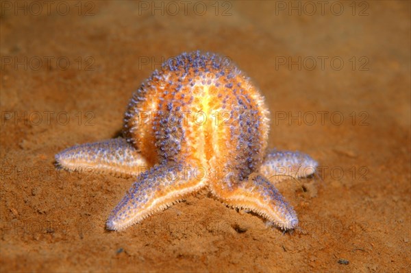 Common Starfish or Common Sea Star (Asterias rubens)