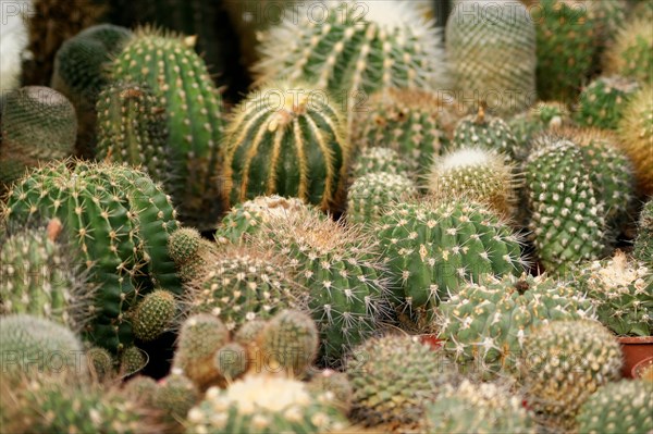 Various cacti