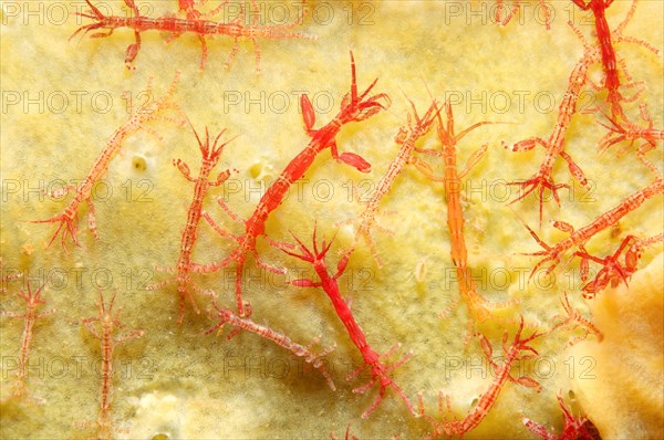 Ghost Shrimps (Caprella linearis)