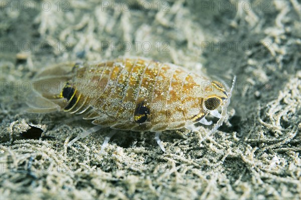 Spotted Rocinela (Rocinela maculata)