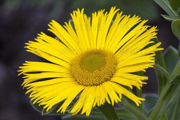 Canary Island Daisy (Asteriscus sericeus)