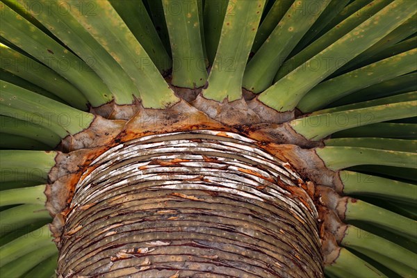 Canary Islands dragon tree (Dracaena draco)