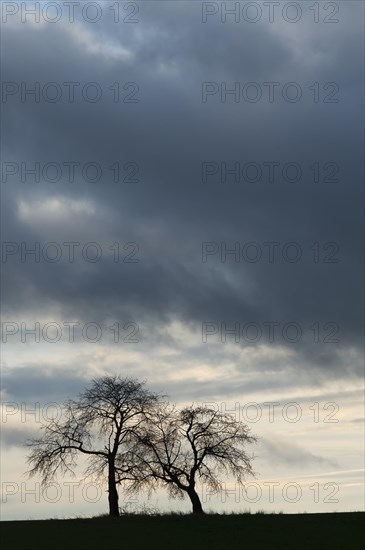 Bare fruit trees at dusk