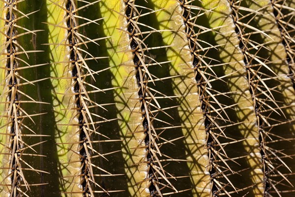 Golden Barrel Cactus (Echinocactus grusonii)