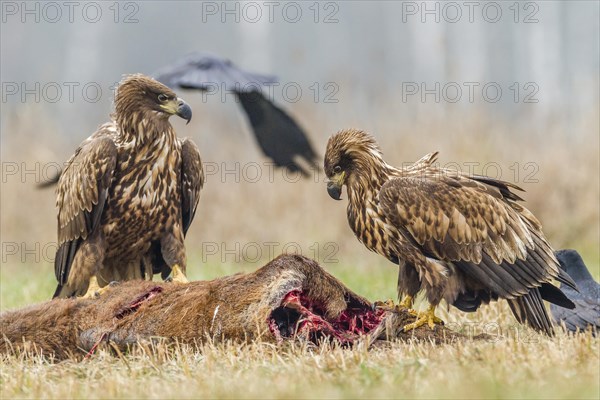 Two young eagles (Haliaeetus albicilla)