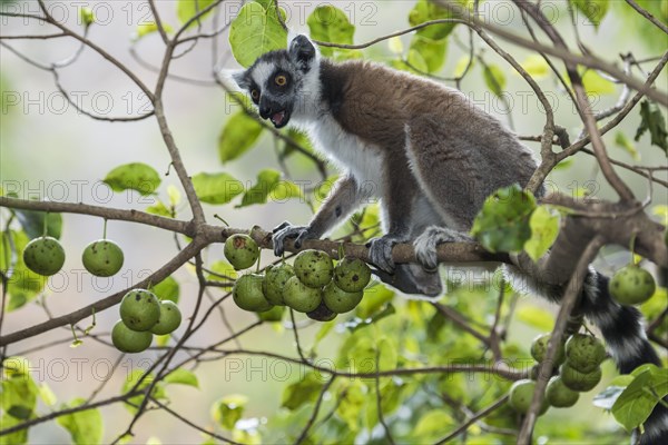 Ring-tailed Lemur (Lemur catta)