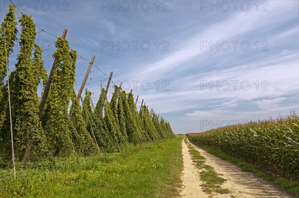 Hop field