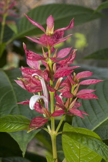 Red Justicia (Megaskepasma erythrochlamys)