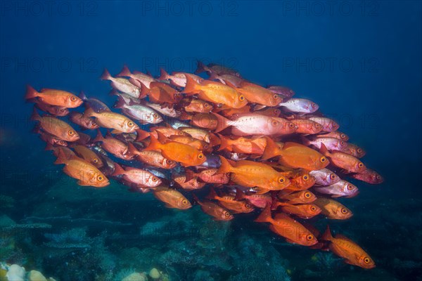 Bigeyes (Priacanthus hamrur)