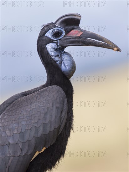 Abyssinian Ground Hornbill (Bucorvus abyssinicus)