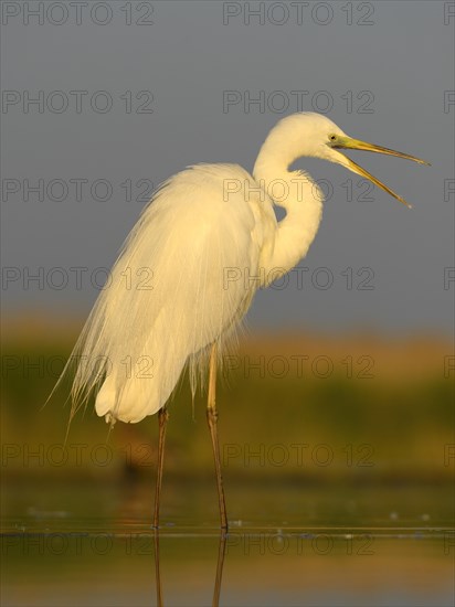 Great Egret (Ardea alba)