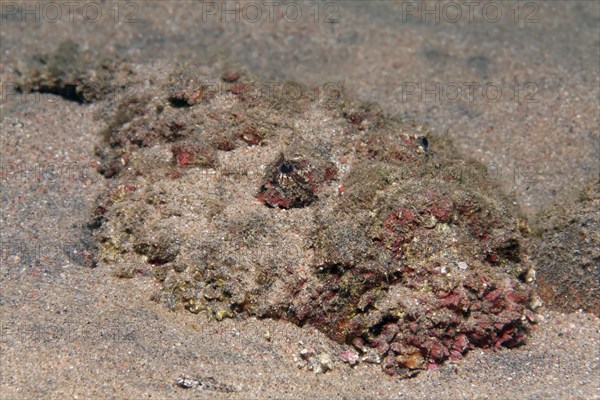 Stonefish (Synanceia verrucosa)