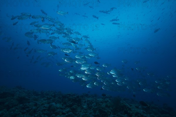 School of Bigeye Trevallies (Caranx sexfasciatus)