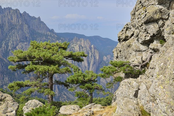 Corsican Pine (Pinus nigra subsp. laricio) at the Col de Bavella