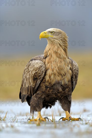 White-tailed Eagle (Haliaeetus albicilla)