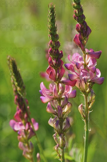 Sainfoin (Onobrychis)