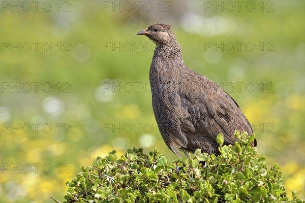 Cape Francolin (Pternistis capensis)