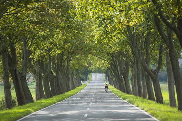 Maple Tree avenue