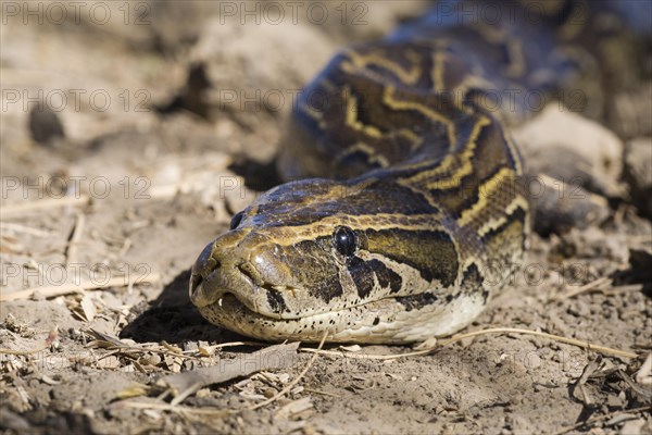 African Rock Python (Python sebae) on ground