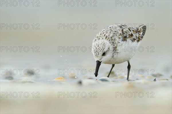 Sanderling (Calidris alba) on the beach