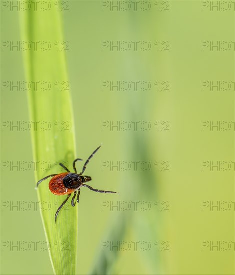 Female tick