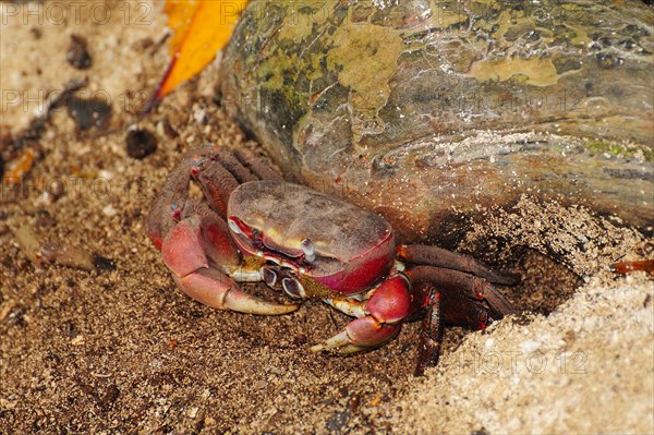 Spider Crab (Neosarmatium meinerti)