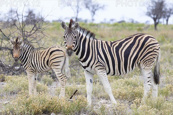 Plains Zebra (Equus quagga)