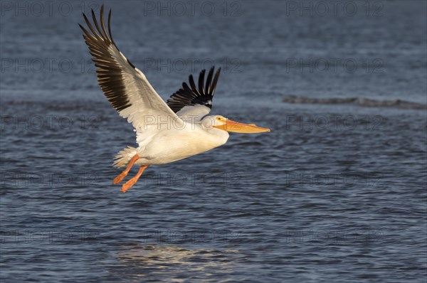 American white pelican (Pelecanus erythrorhynchos) flying over the ocean in the morning