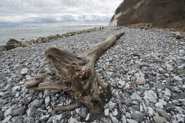 Driftwood Photo12 imageBROKER Erhard Nerger
