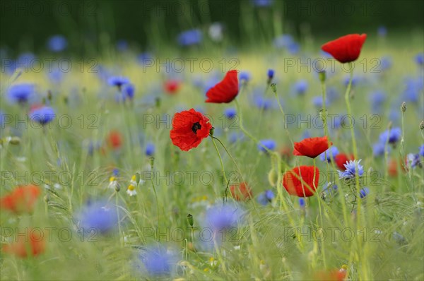 Flower meadow with Common Poppies (Papaver rhoeas) and Cornflowers (Centaurea cyanus)