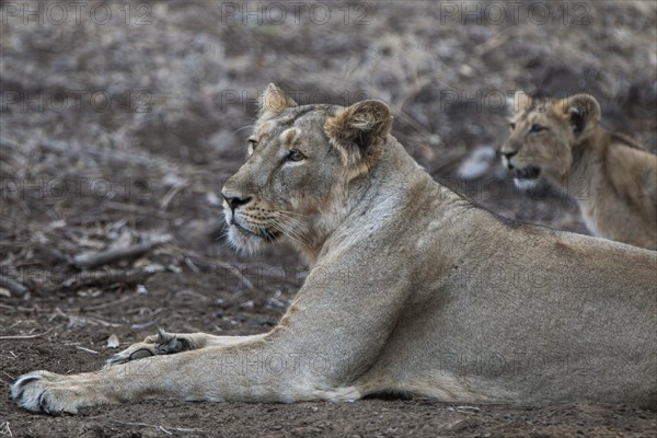 Asiatic lion (Panthera leo persica)