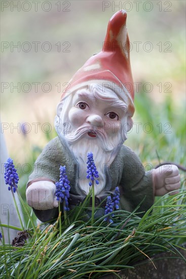 Garden gnome amongst grape hyacinths (Muscari botryoides)