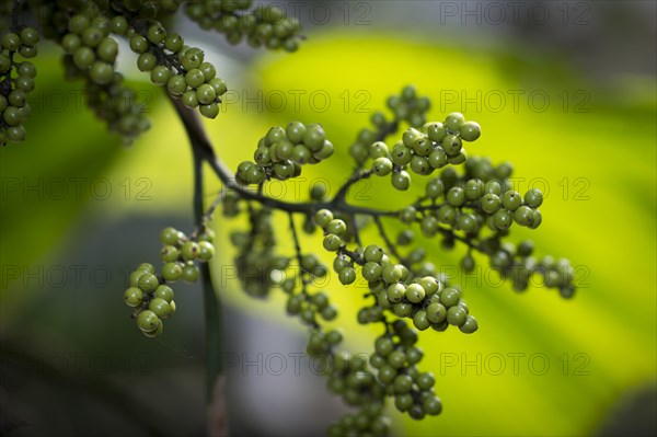 Green Pepper (Piper nigrum) on the shrub