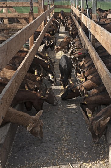 Dairy goats at the feed alley in the stable