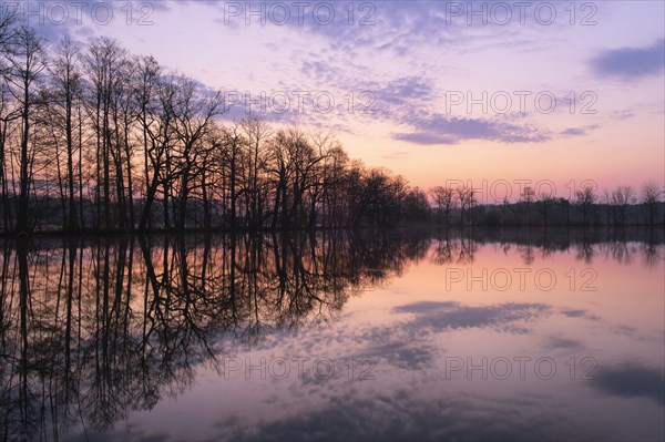 Trees reflected in the water