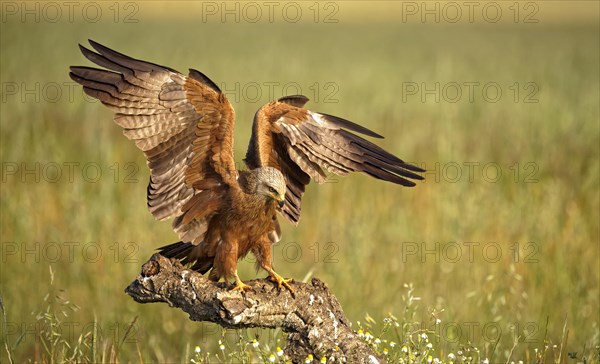 Black kite (Milvus migrans)