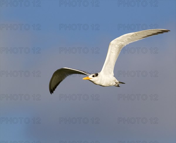 Royal Tern (Sterna maxima)