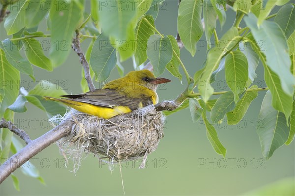 Golden Oriole (Oriolus oriolus)