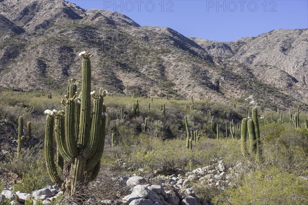 Blooming Echinopsis chiloensis cacti