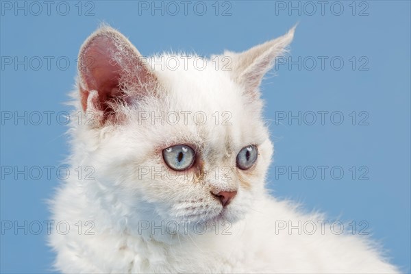 Breed Selkirk Rex Kitten