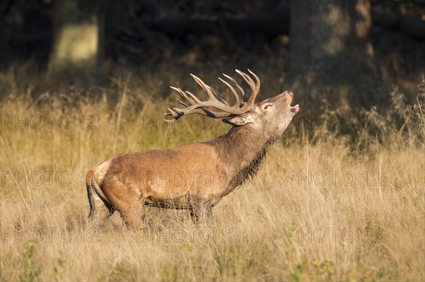 Red Deer (Cervus elaphus)