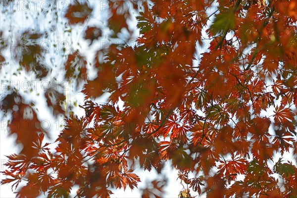 Autumn leaves of the Downy Japanese Maple (Acer japonicum 'Aconitifolium')