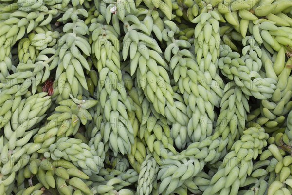 Burro's Tail or Donkey Tail (Sedum morganianum)