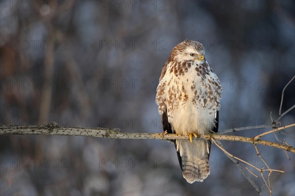 Buzzard (Buteo buteo)