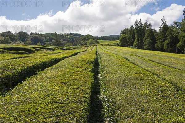 Tea plantation