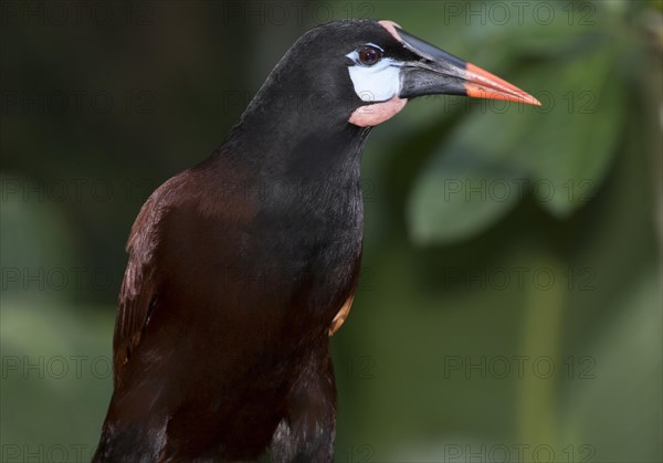 Montezuma Oropendola (Psarocolius montezuma)