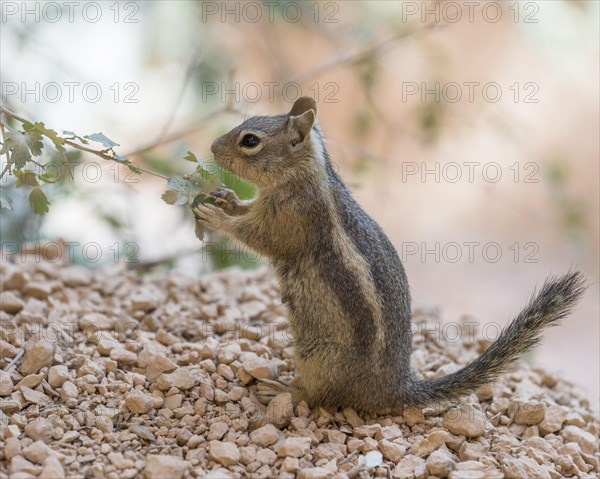 Harris' Antelope Squirrel (Ammospermophilus harrisii)